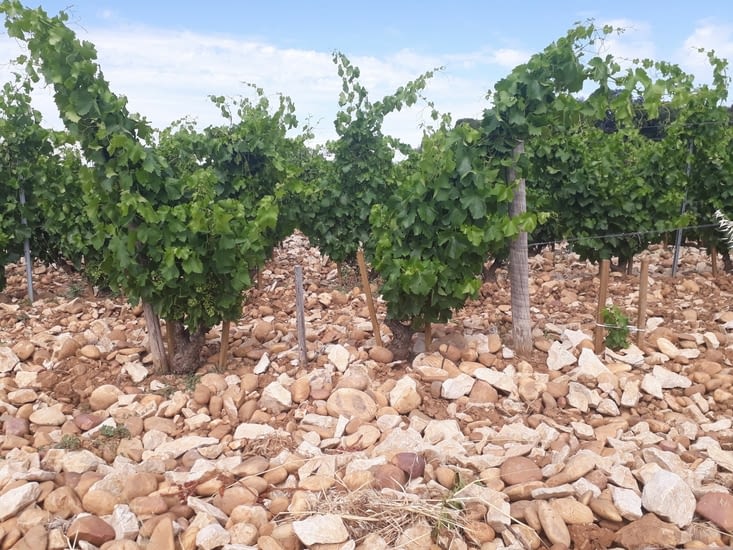Vignes de Châteauneuf du Pape