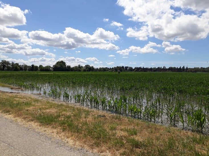 Champ de maïs (?) inondé