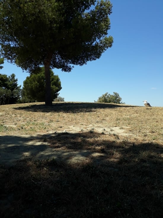 Notre pote Roger, à Palavas