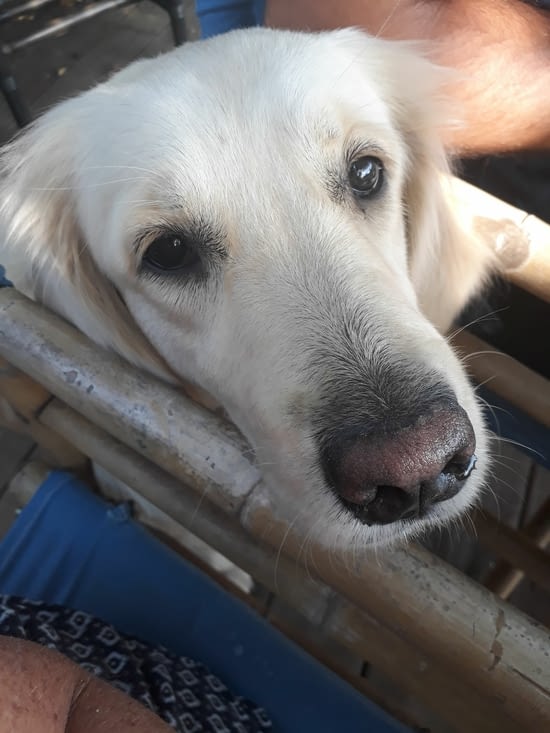 Rhoooooo ! Adorable Holly