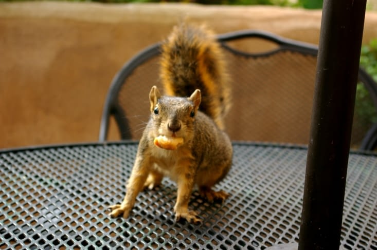 Des écureuils mutants voleurs de nourriture...