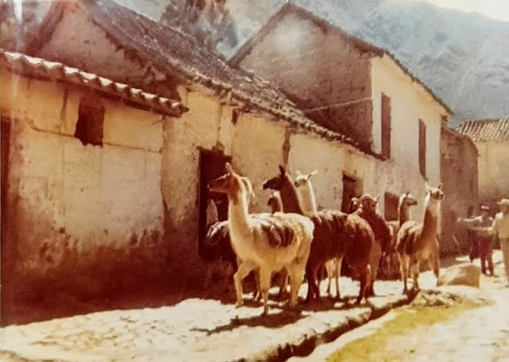 Lamas à Ollantaytambo