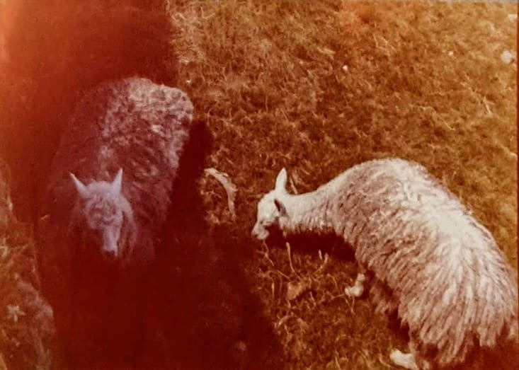 Machu Pichu - des alpagas