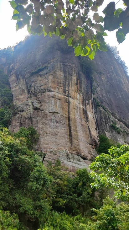 Coin des singes hurleurs