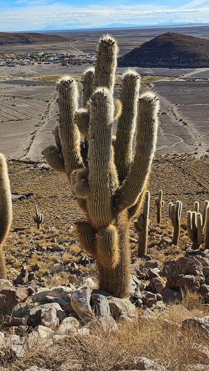 Cactus geants