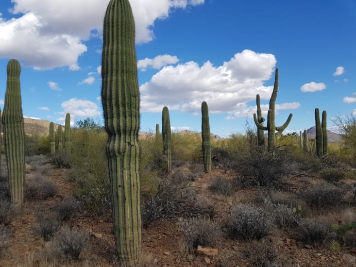 forêt de cactus