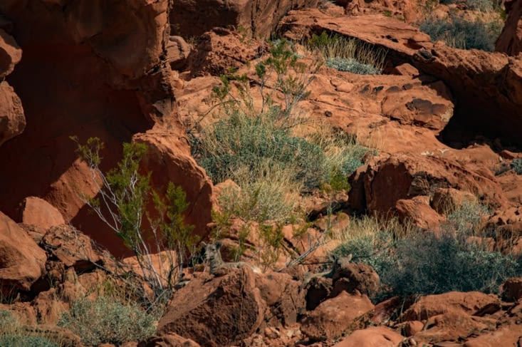 Antilopes d'Amérique