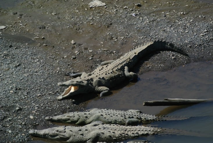 CROCODILES