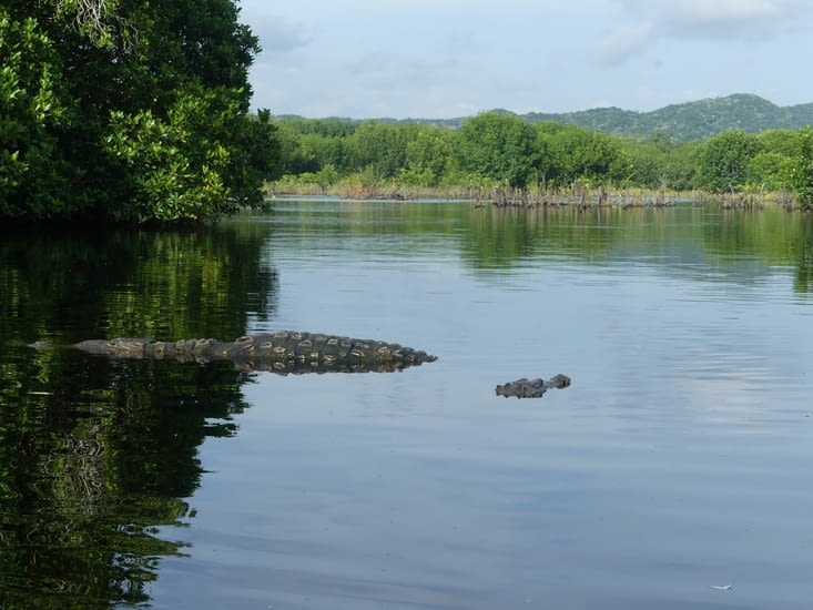Deux crocodiles émergeant de l'eau