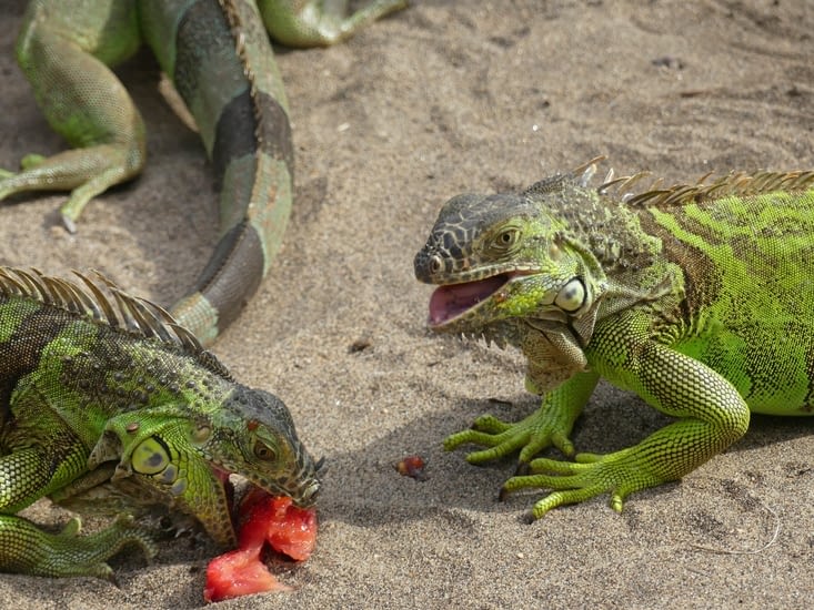 Iguanes en guerre pour la nourriture