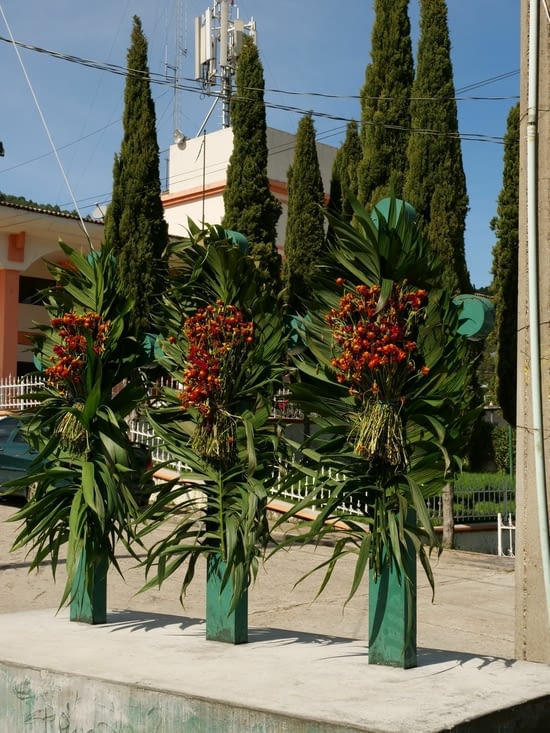 Croix mayas fleuries devant l'église