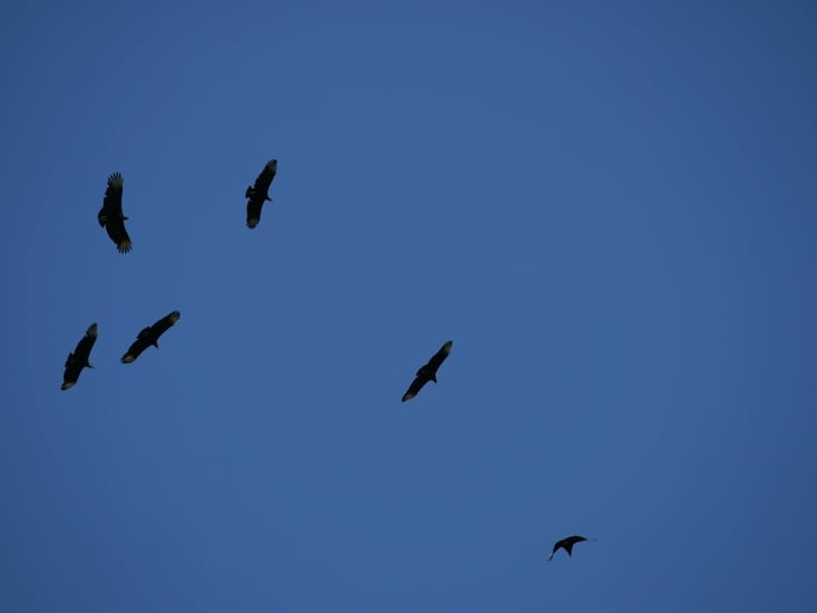 Vautours en vol