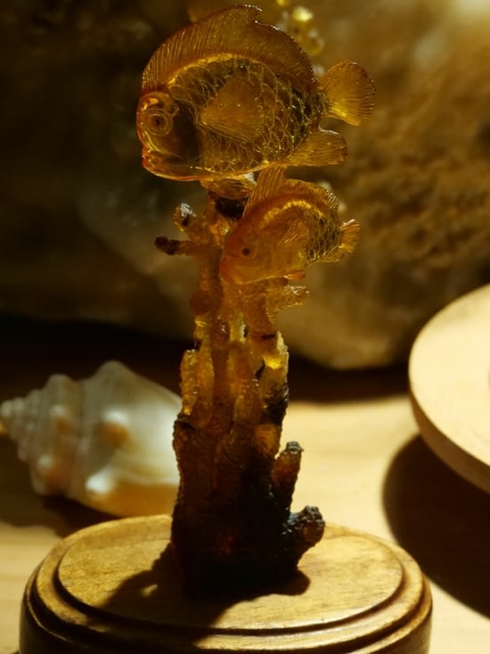 Zoom sur les poissons