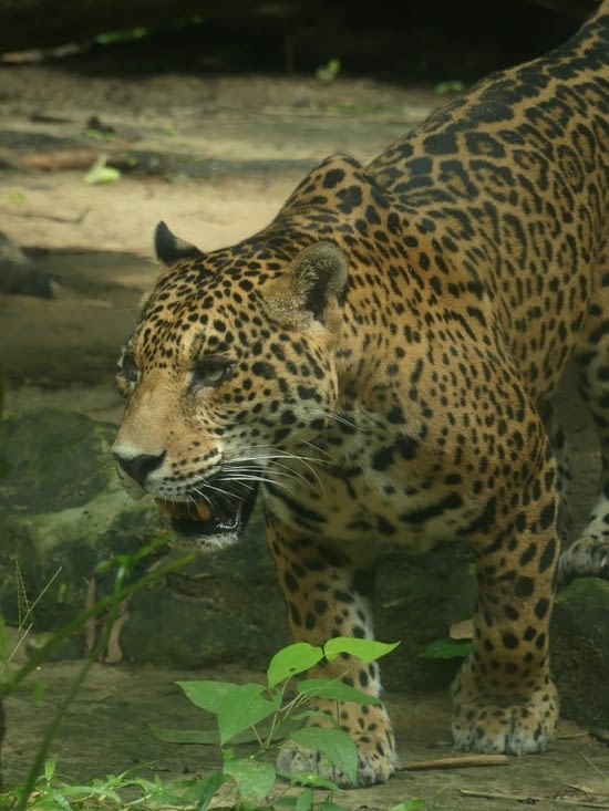 Jaguar femelle