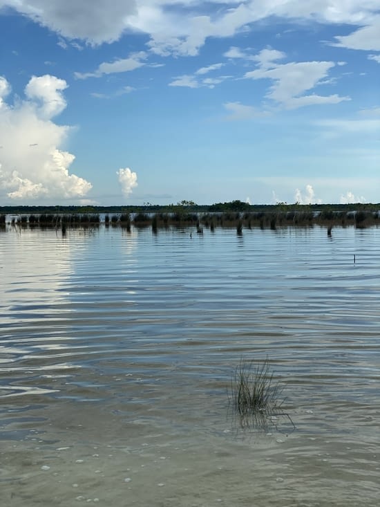 Végétation au niveau des stromatolites