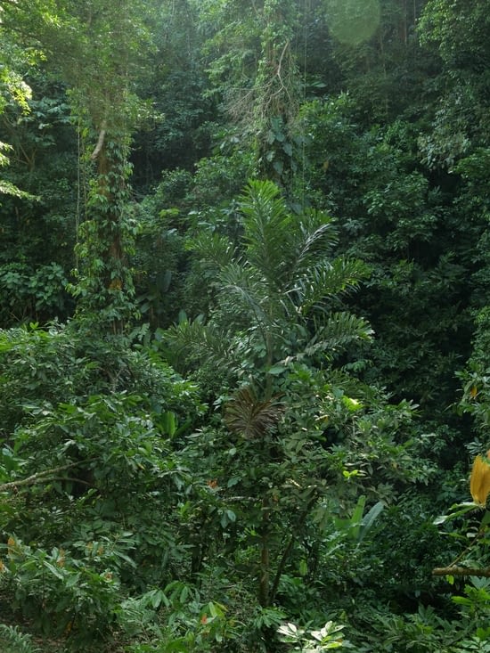 Jungle "cacaotière"