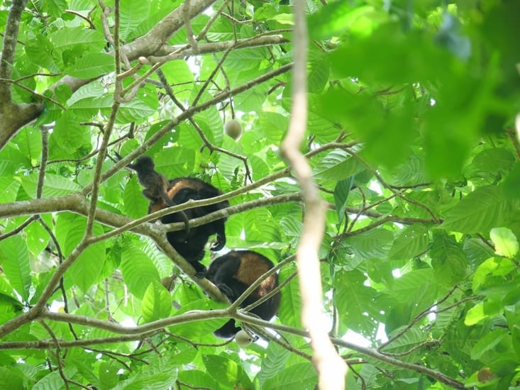Couple de singes hurleurs et leur bébé