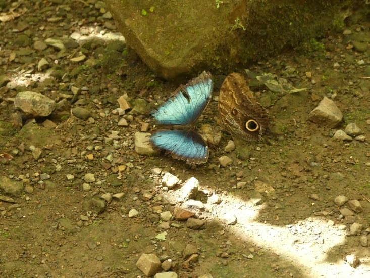 Un morpho bleu et un caligo (ou Owl butterfly)