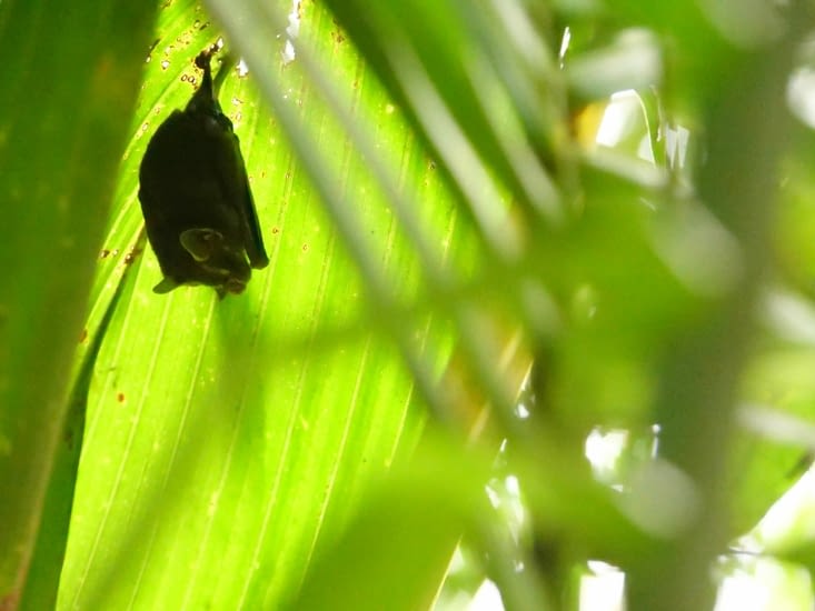 Chauve-souris campeuse / Tent-making bat