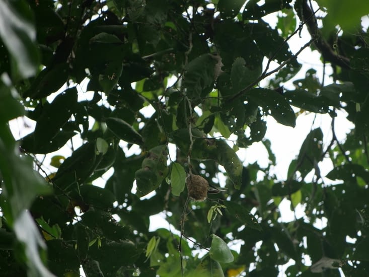 Colibri dans son nid