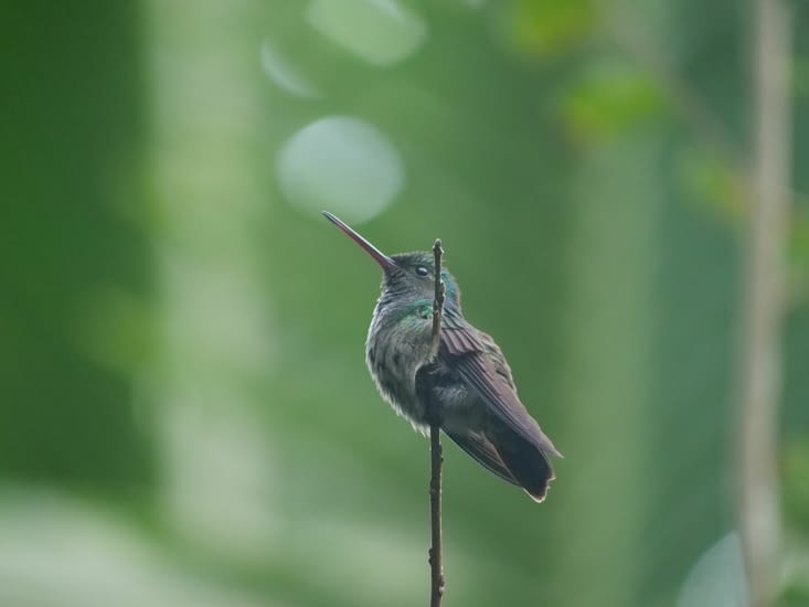 Colibri sur sa branche