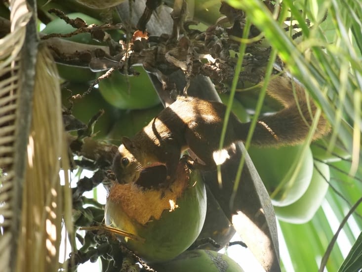 Ecureuil savourant sa noix de coco