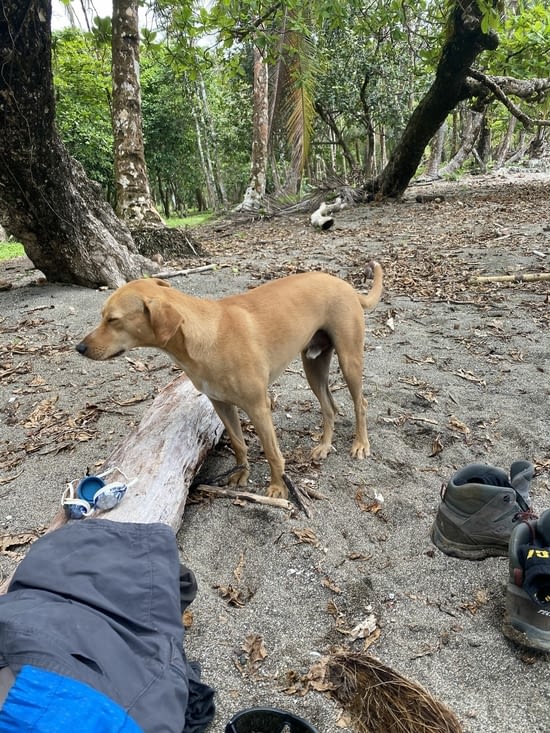 Notre copain du jour