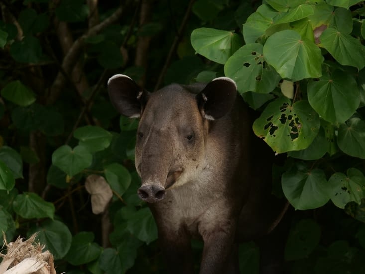 Tapir