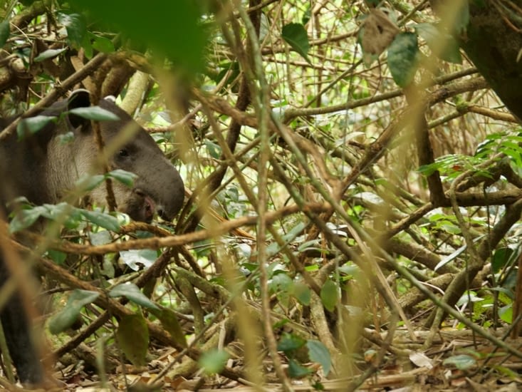 Tapir dans les branchages