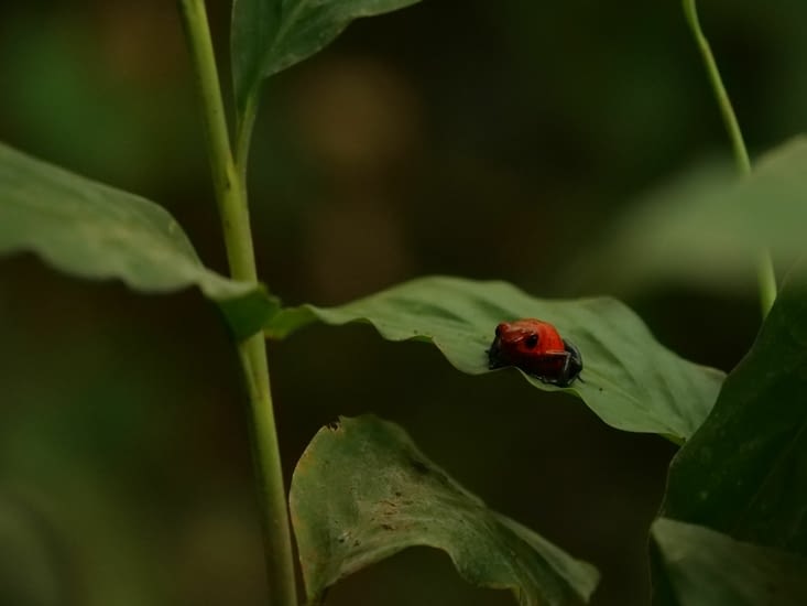Blue jeans frog ou grenouille fraise