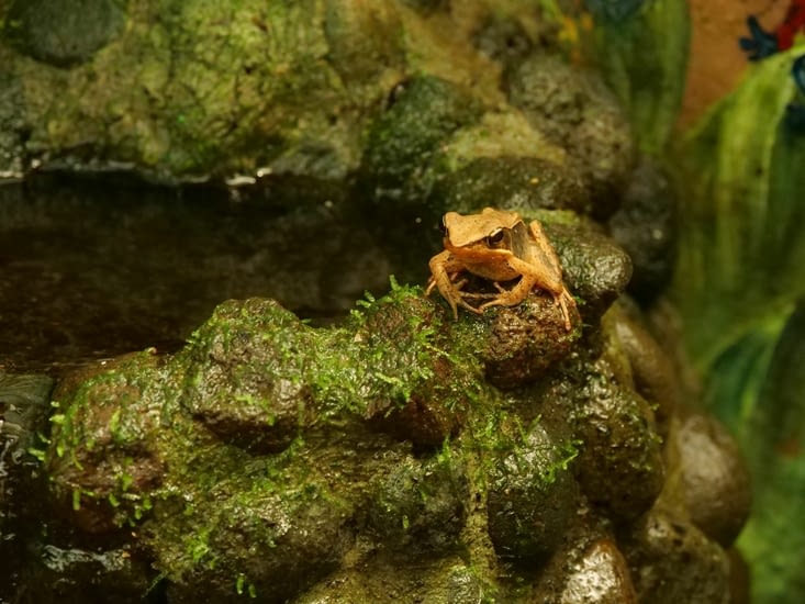 Brilliant forest frog