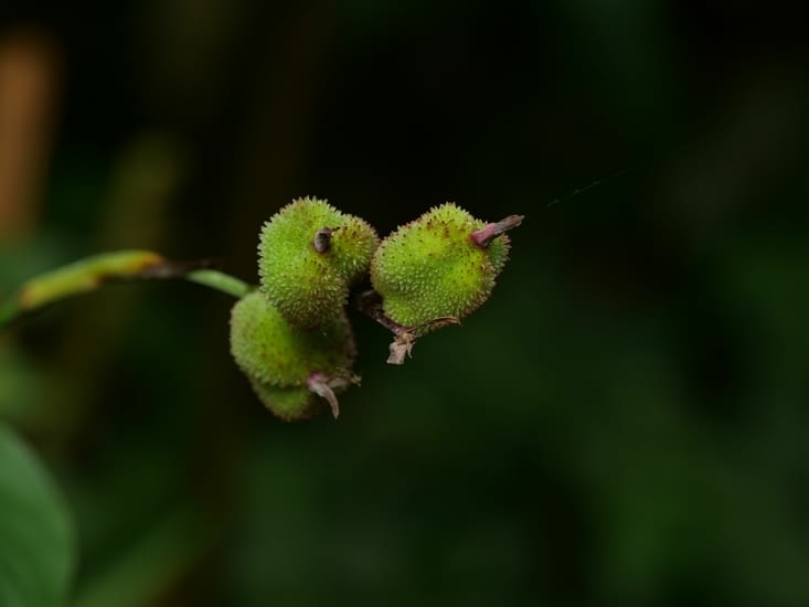 Fleur ou fruit étrange