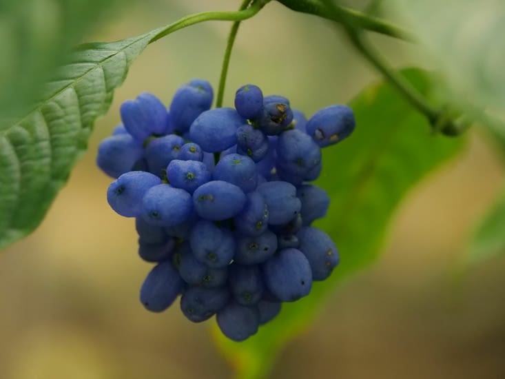 Fruits de Psychotria elata (ou "Hot Lips")