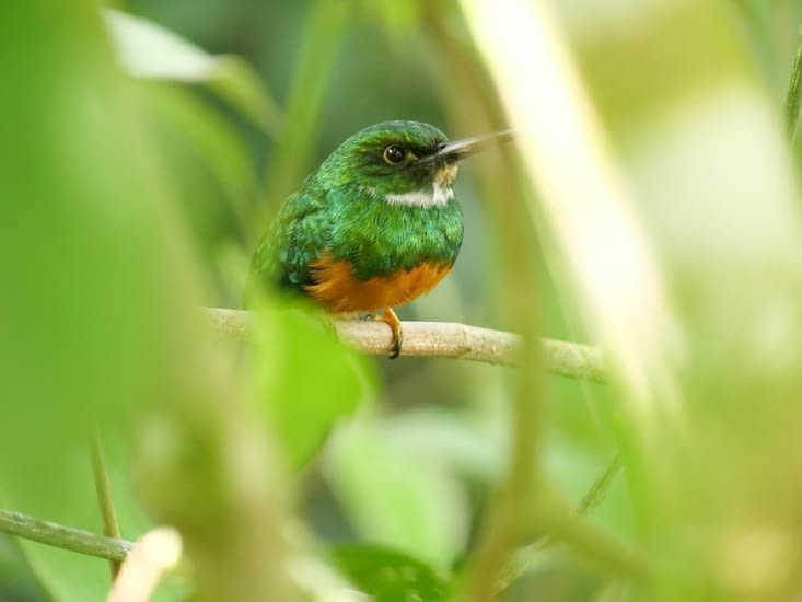 Grand jacamar de face