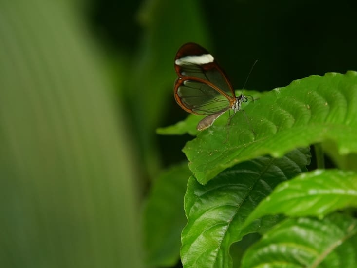 Papillon aux ailes de verre ou Greta oto