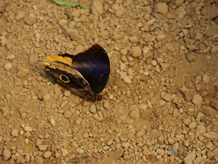 Papillon hibou avec les ailes légèrement écartées