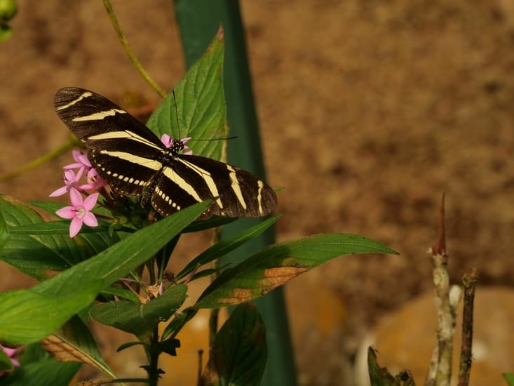 Papillon zèbre