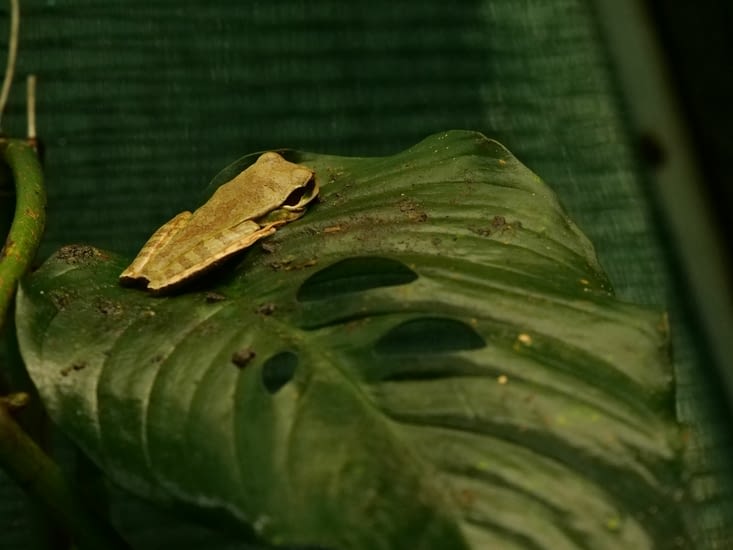 Smilisca phaeota ou Masked tree frog
