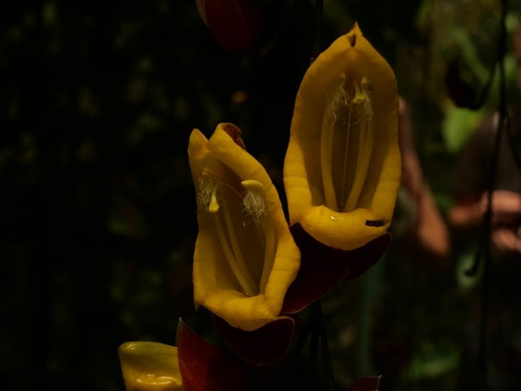 Thunbergia mysorensis, la Liane de Mysore
