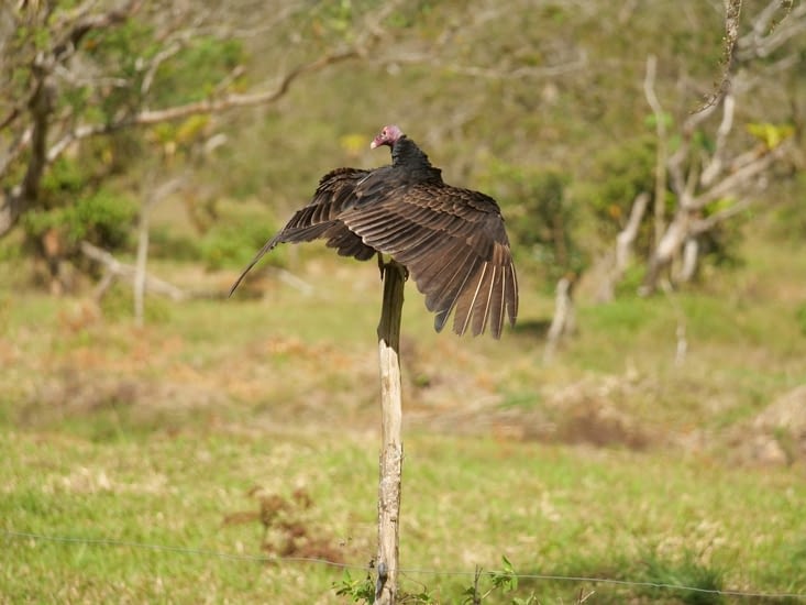 Urubu à tête rouge (Turkey vulture)