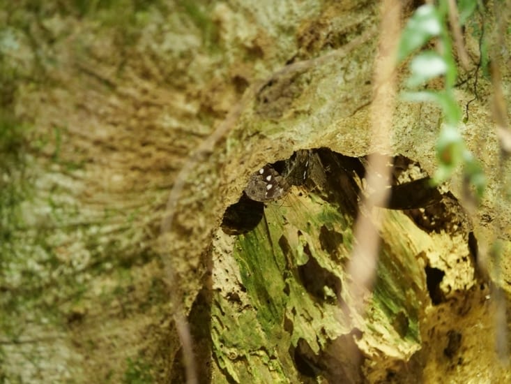 Cachette de papillons au creux d'un arbre