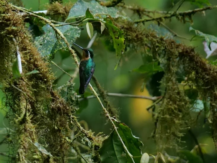 Colibri à gorge pourprée femelle