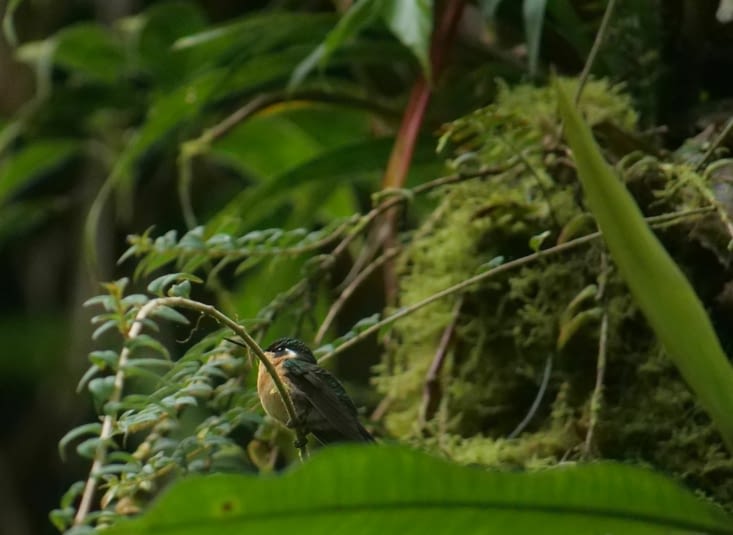 Colibri à gorge pourprée femelle