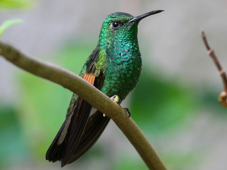Colibri à épaulette ou Stripe-tailed hummingbird