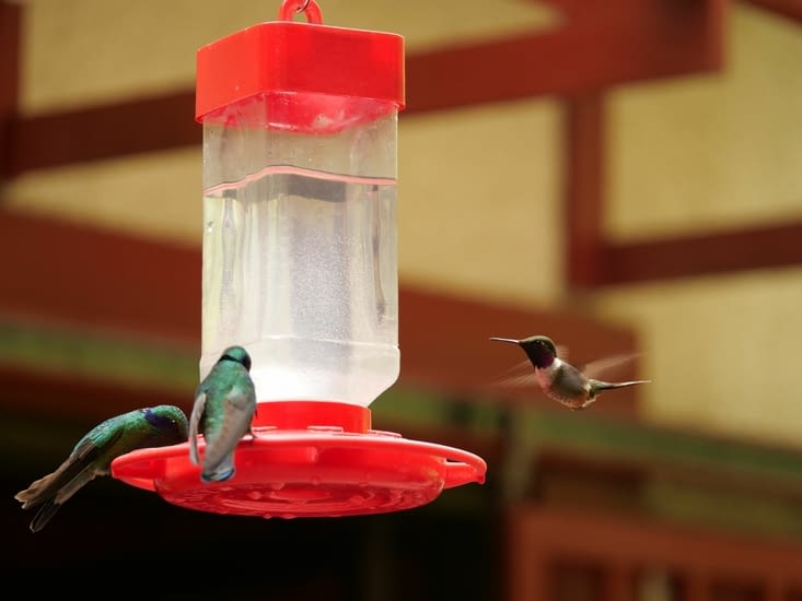 Colibris cyanote en train de manger et colibri magenta en vol