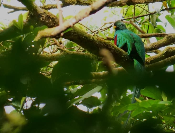 Le même quetzal de dos