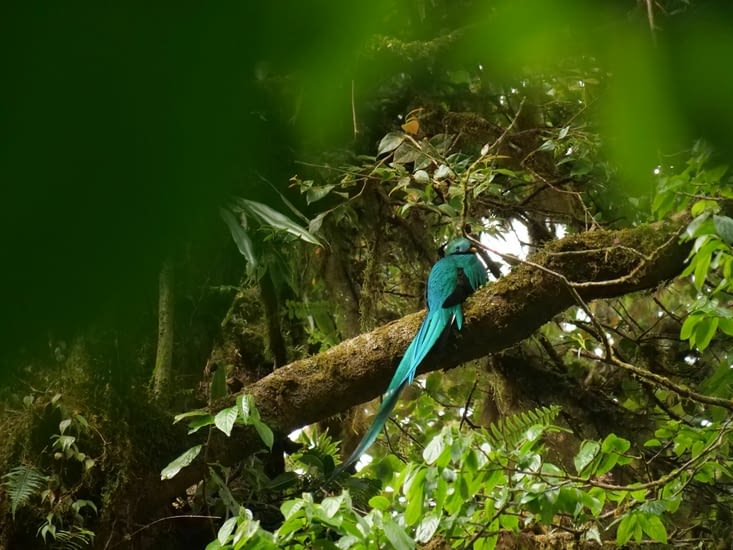 Quetzal mâle