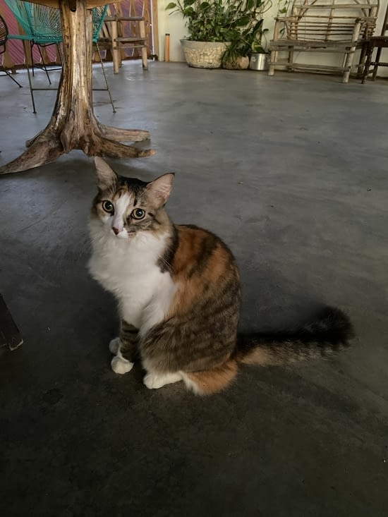 Le chat de l’auberge