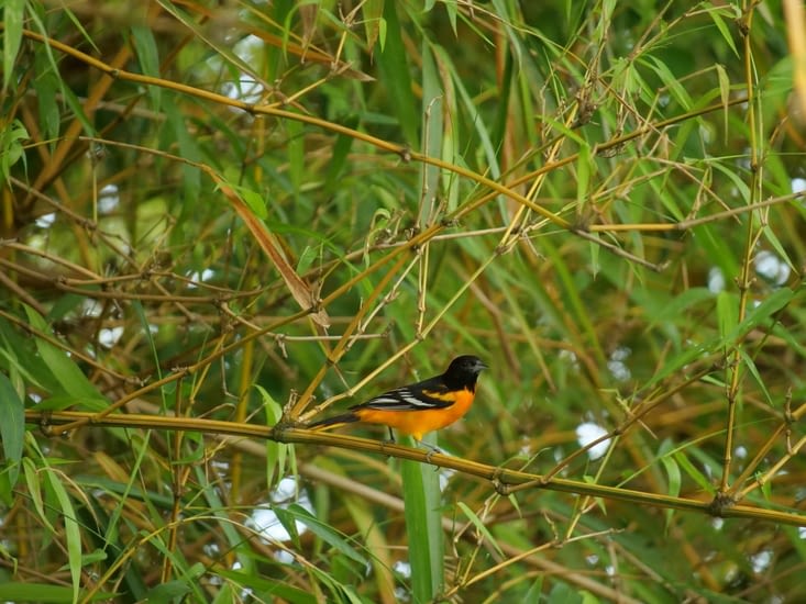 Oriole de Baltimore