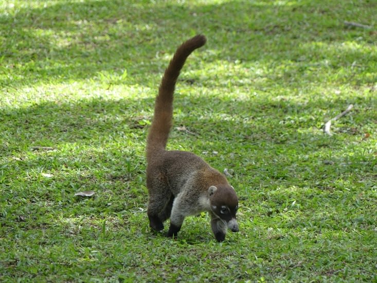 Coati à nez blanc
